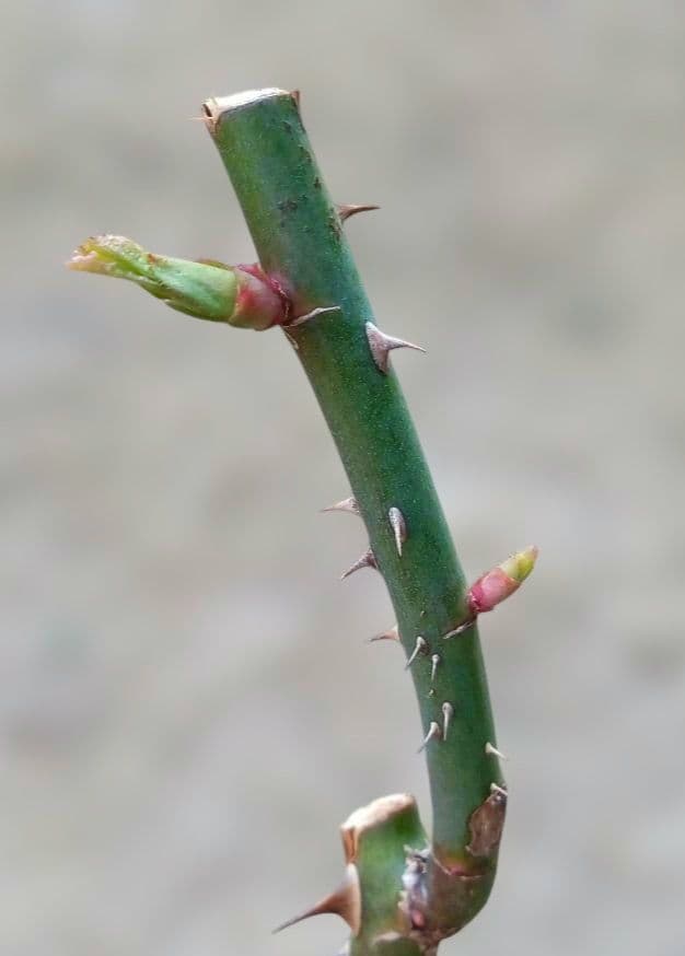 レアバラ苗　超強香　8号鉢接ぎ木大苗　廃盤種