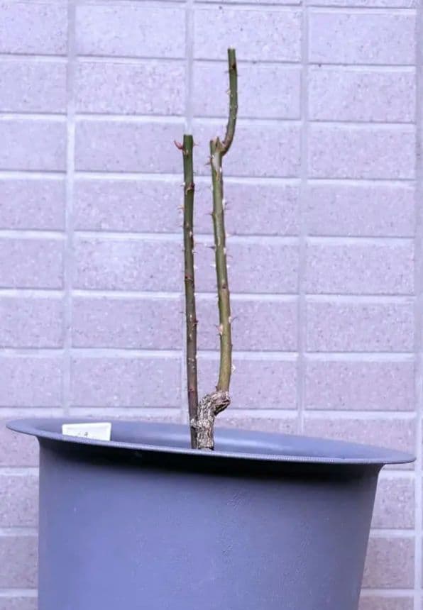 レアバラ苗　超強香　8号鉢接ぎ木大苗　廃盤種