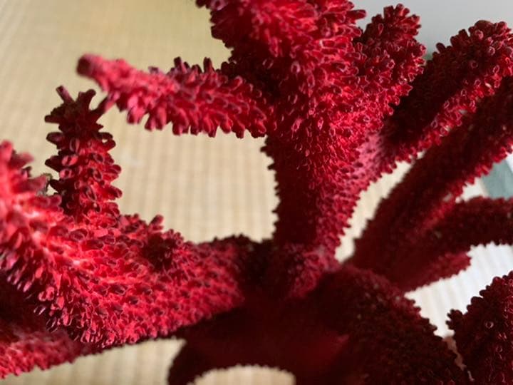 珊瑚礁　赤色珊瑚　イソバナ珊瑚　インテリア　宝石珊瑚