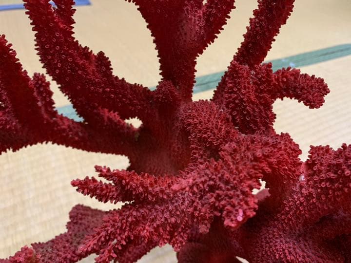 珊瑚礁　赤色珊瑚　イソバナ珊瑚　インテリア　宝石珊瑚