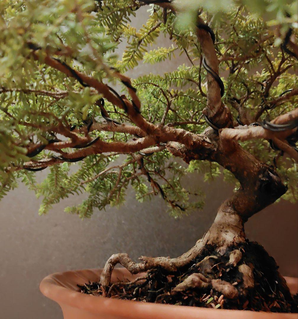 訳あり品、米栂盆栽！