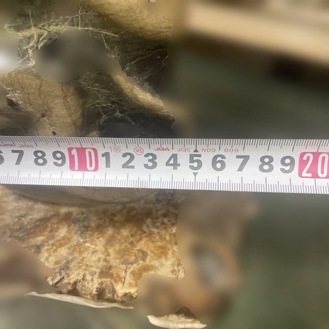 蛇紋石　綺麗に畝る蛇が美しい　 北海道産　約5.7キロ　扱いやすいサイズ　美術品