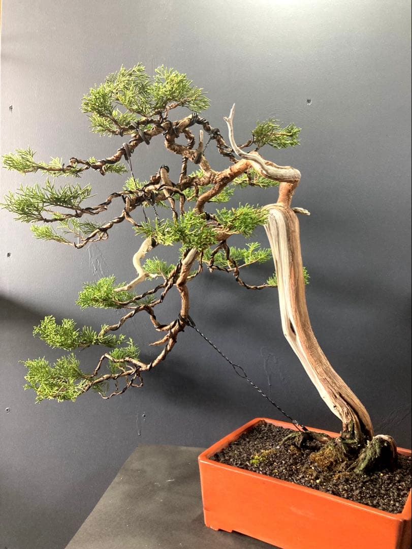 LOVE  ☆期間限定SALE☆糸魚川真柏盆栽 山木