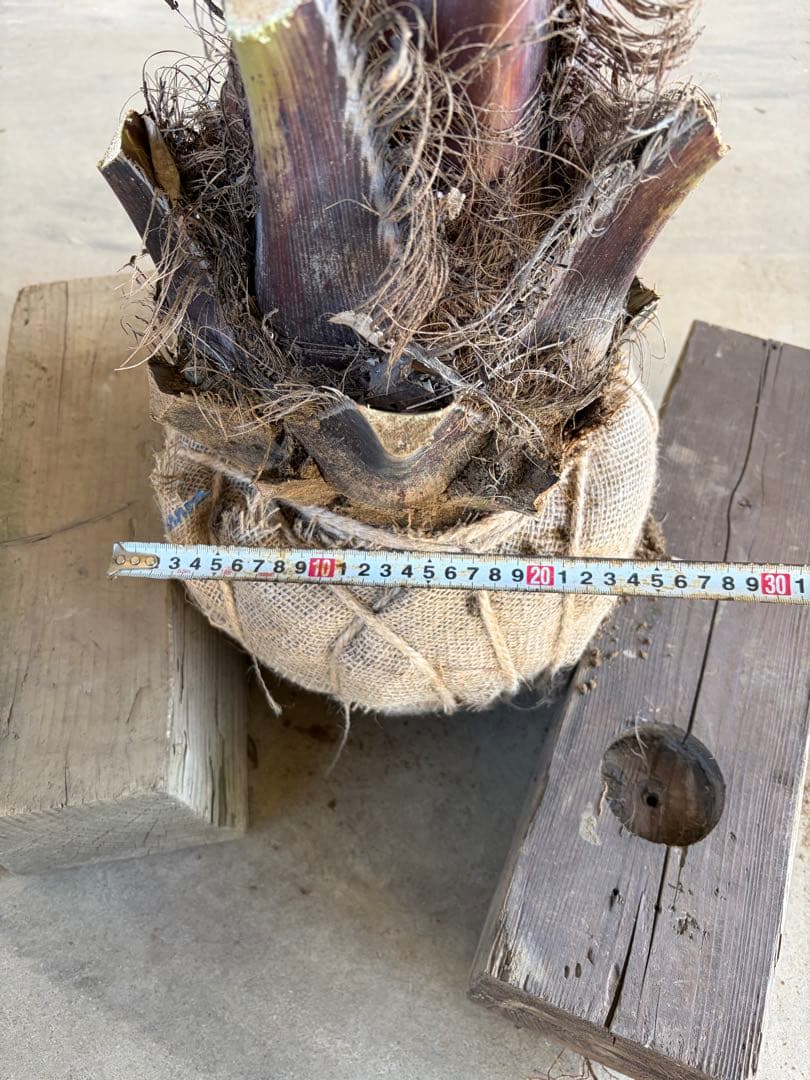 ココスヤシ　根鉢上から130cm