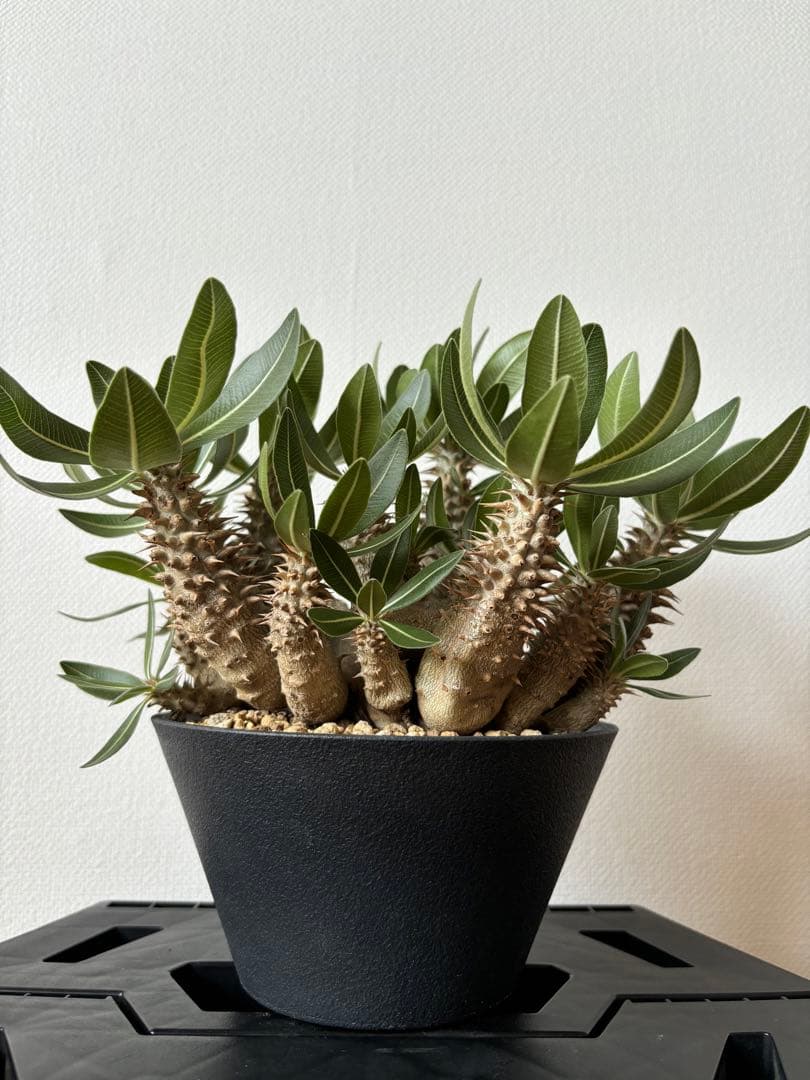 ホロンベンセ　現地球