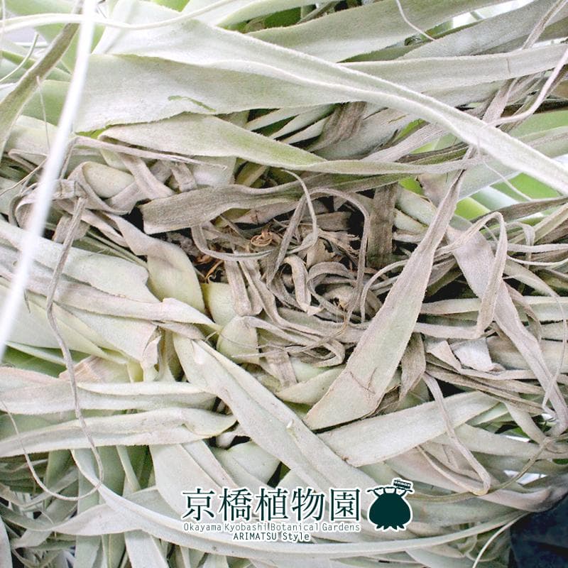 【現品】チランジア・ストラミネア　クランプ（2）