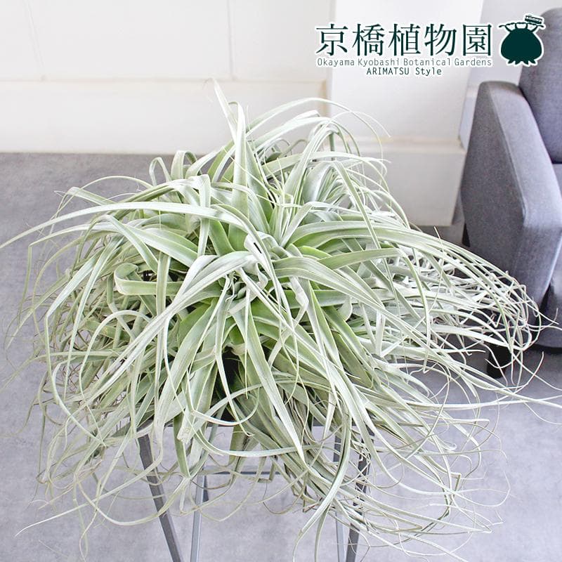 【現品】チランジア・ストラミネア　クランプ（2）