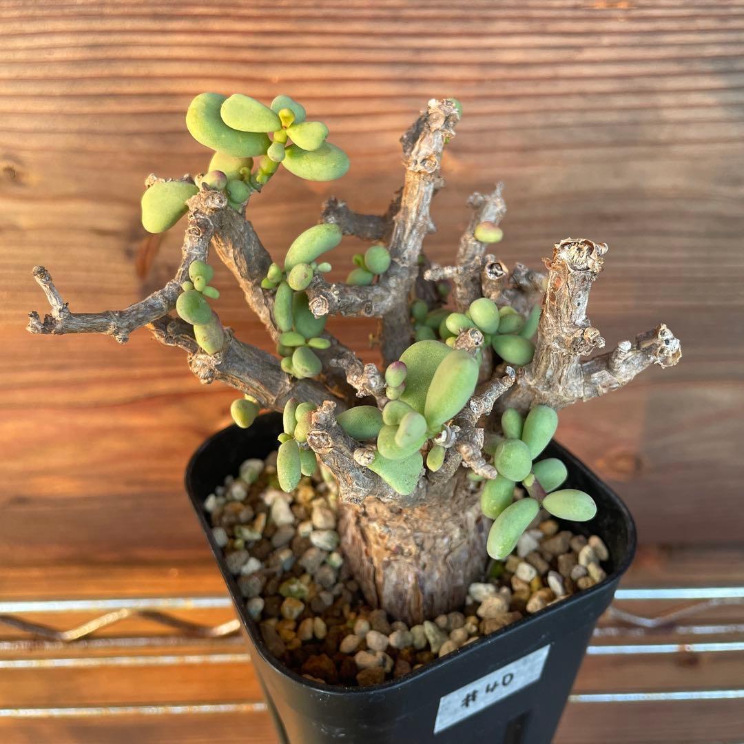 ケラリアピグマエア　#40