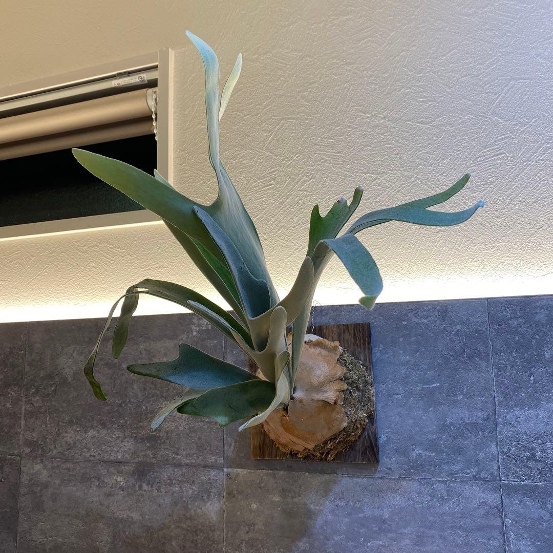 P.elsa oc エルサ　　ビカクシダ