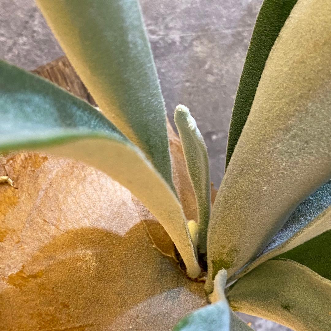 P.elsa oc エルサ　　ビカクシダ