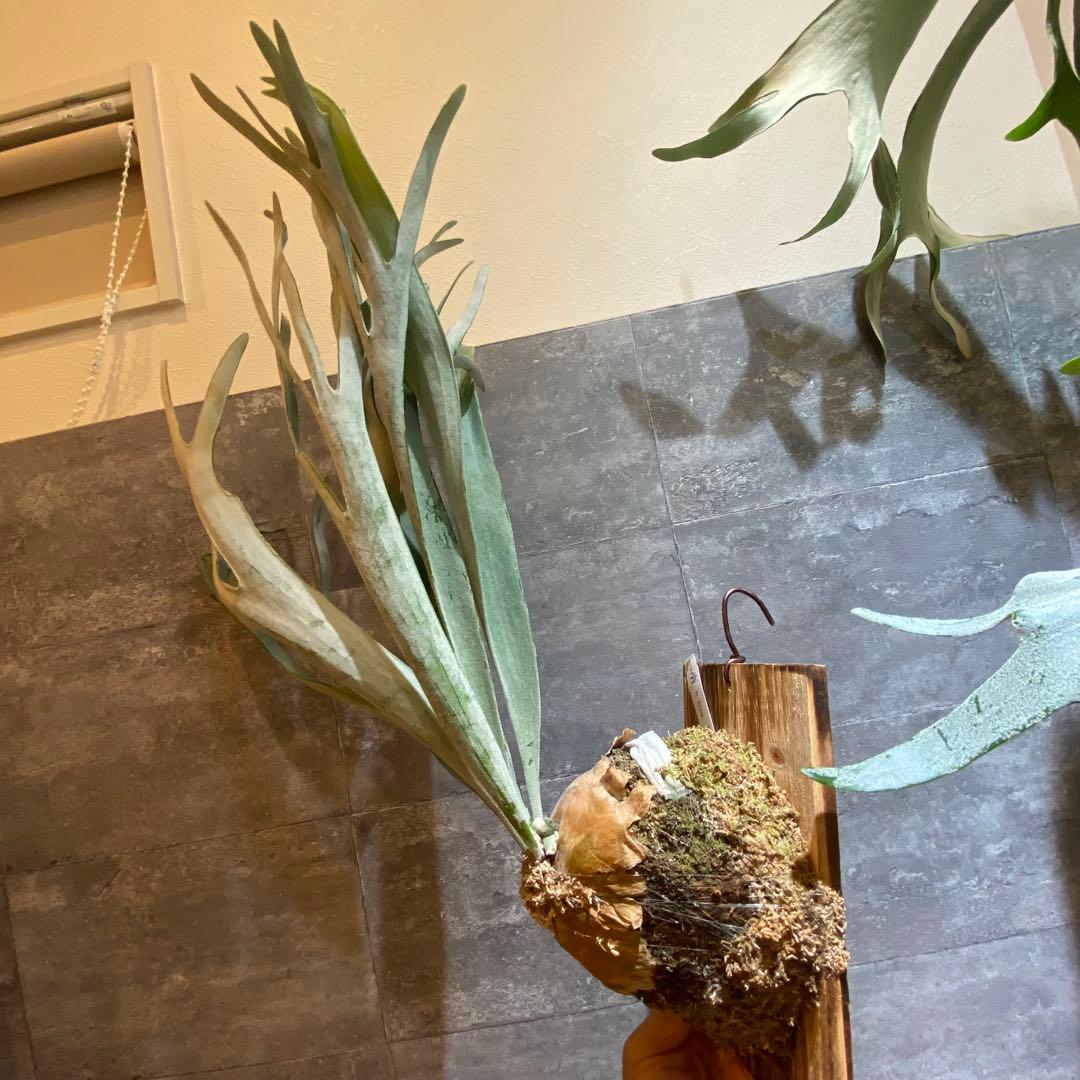 P.elsa oc エルサ　　ビカクシダ