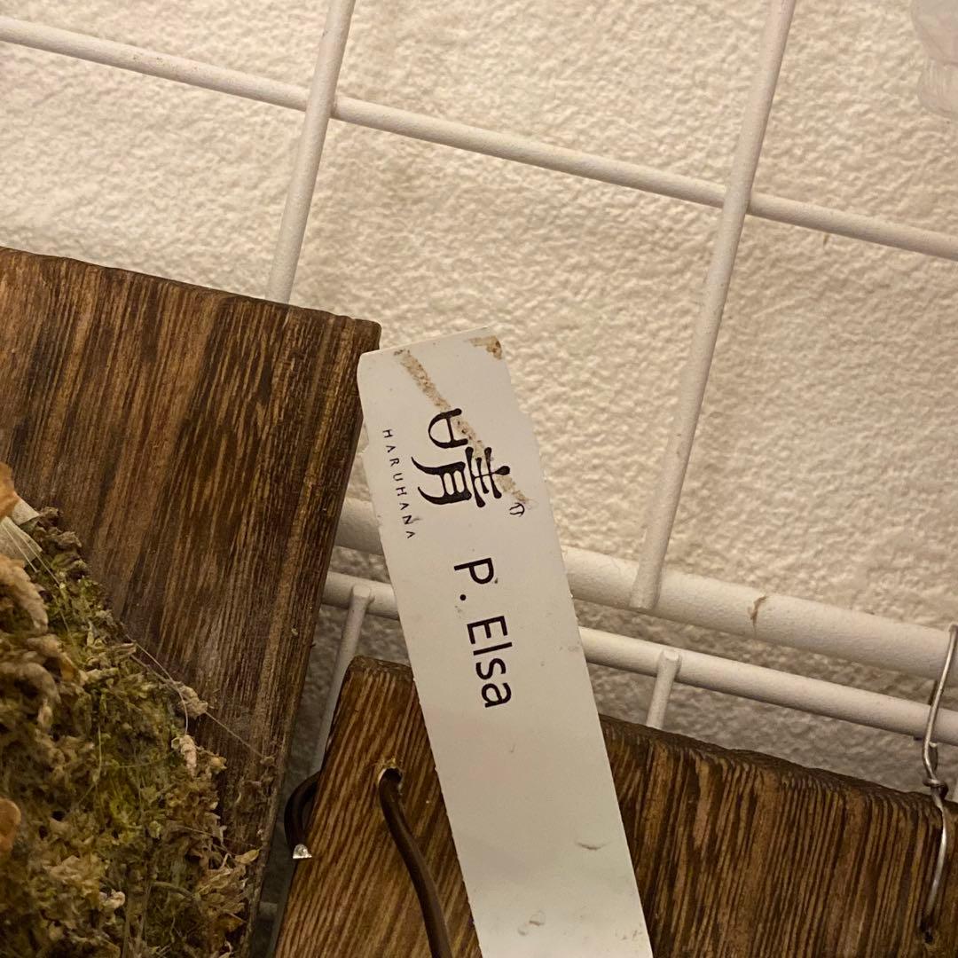 P.elsa oc エルサ　　ビカクシダ