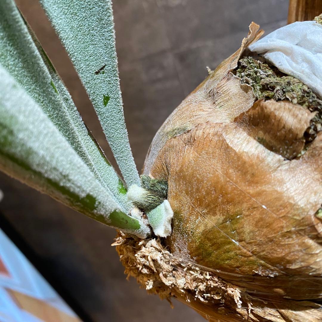 P.elsa oc エルサ　　ビカクシダ