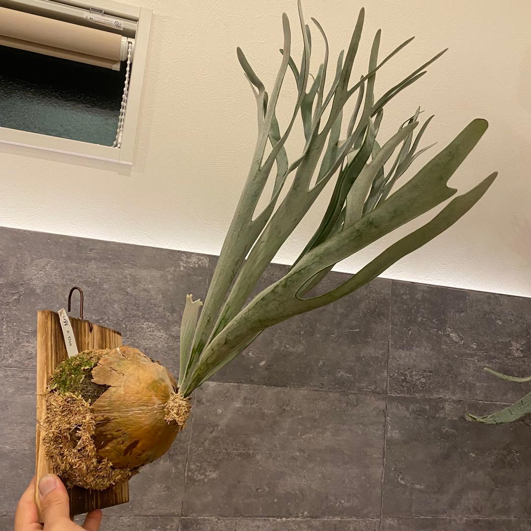 P.elsa oc エルサ　　ビカクシダ