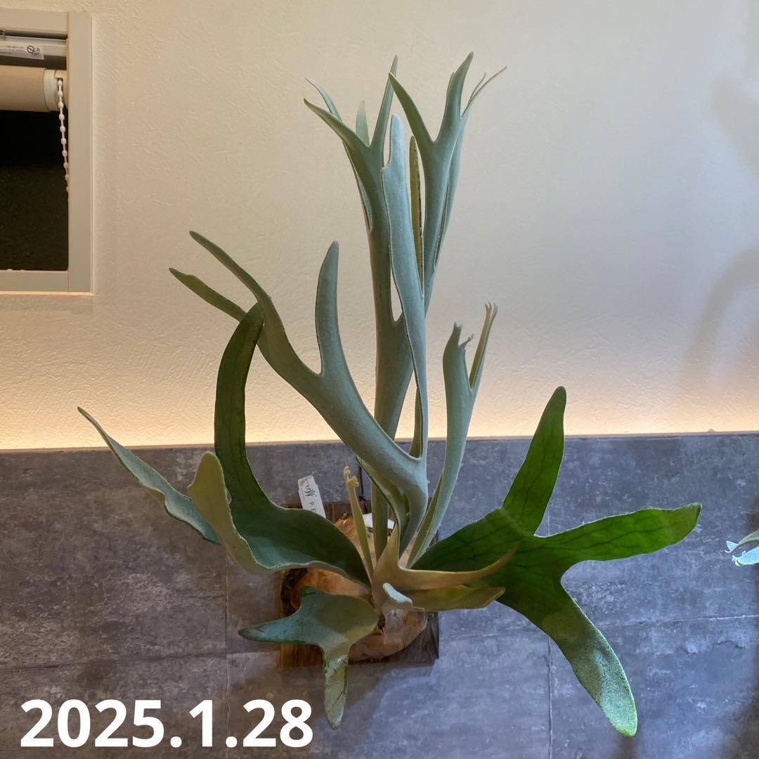 P.elsa oc エルサ　　ビカクシダ