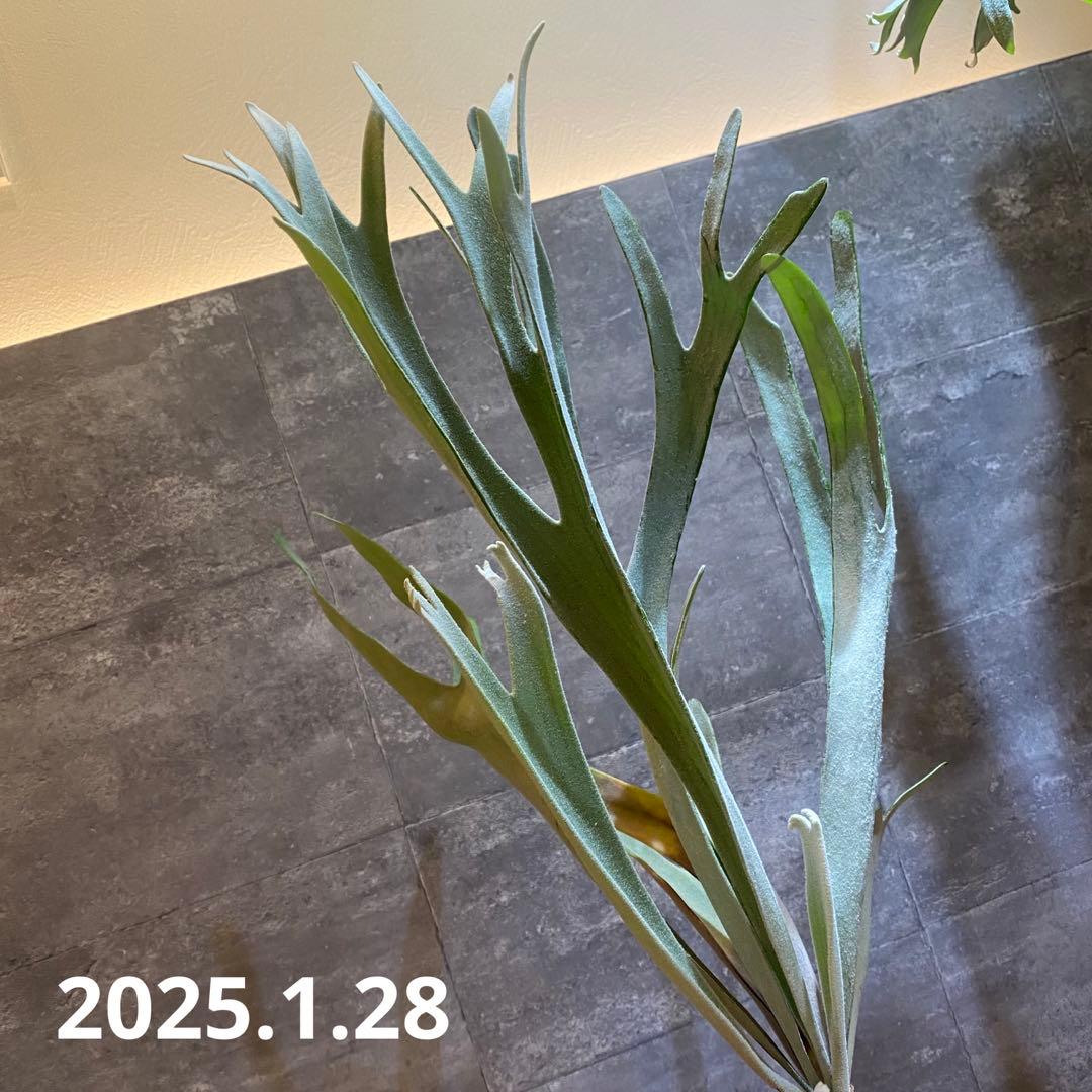 P.elsa oc エルサ　　ビカクシダ