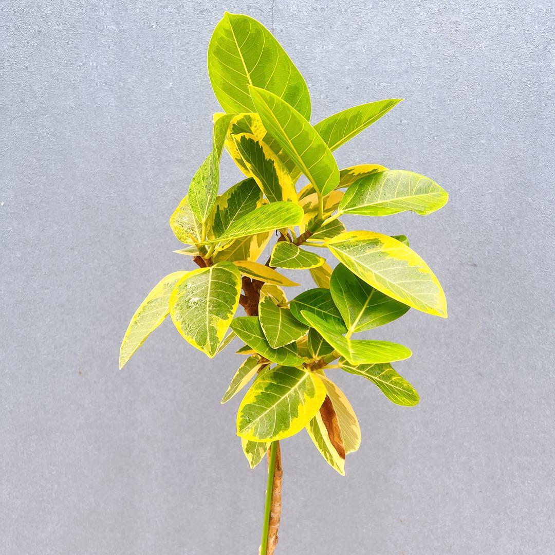 現品　フィカス　ゴムの木　アルテシマ　曲がり　10番　観葉植物　インテリア　人気