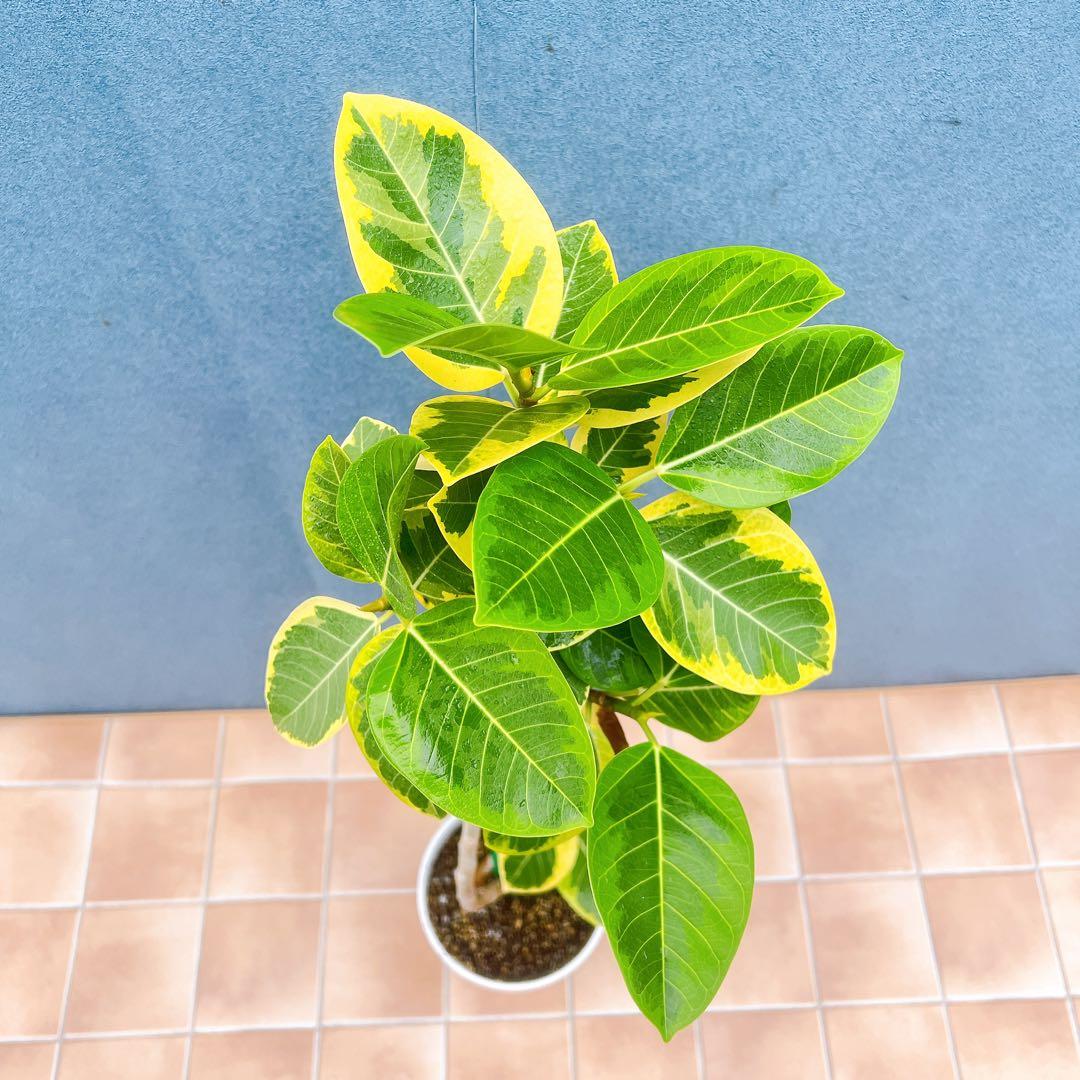 現品　フィカス　ゴムの木　アルテシマ　曲がり　10番　観葉植物　インテリア　人気