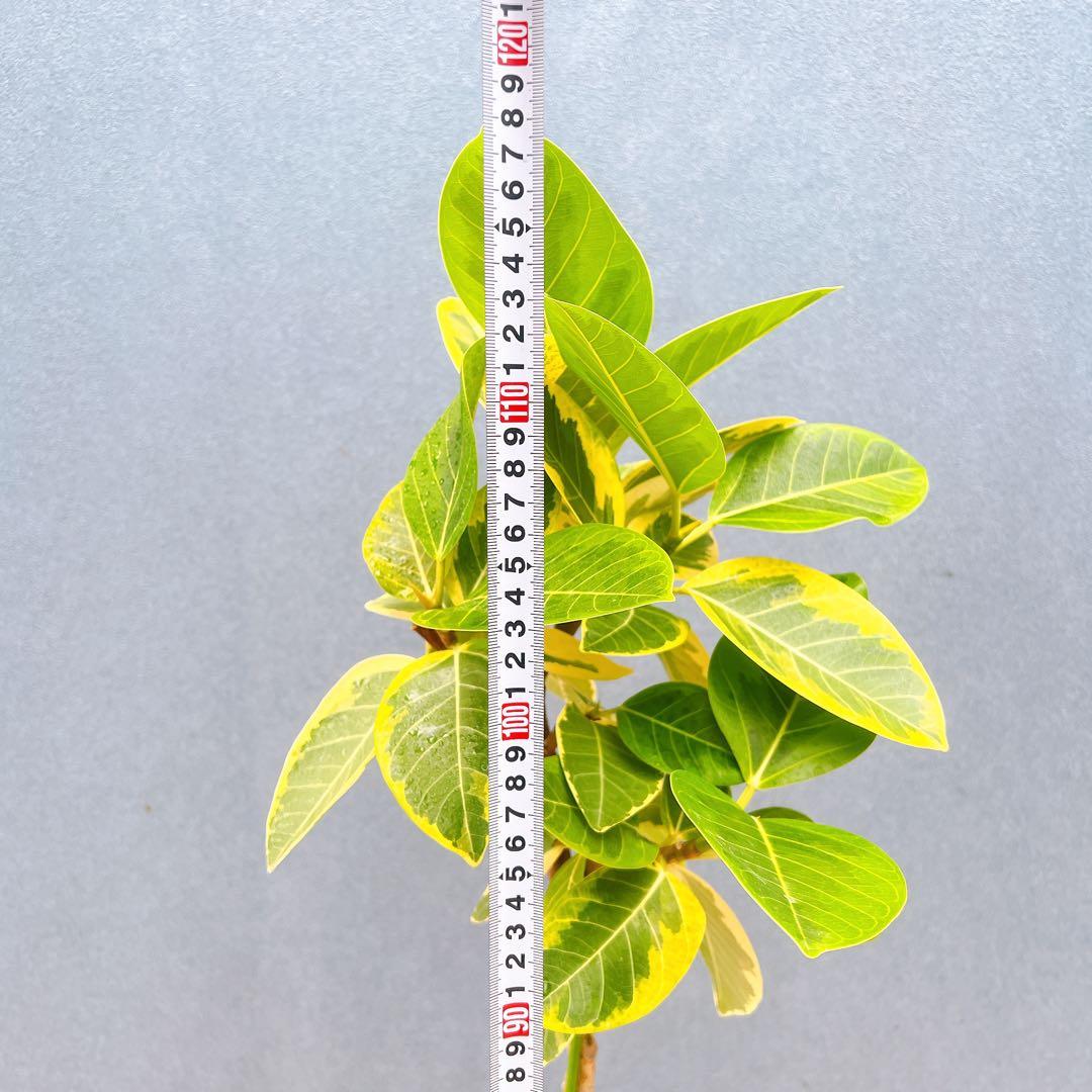 現品　フィカス　ゴムの木　アルテシマ　曲がり　10番　観葉植物　インテリア　人気