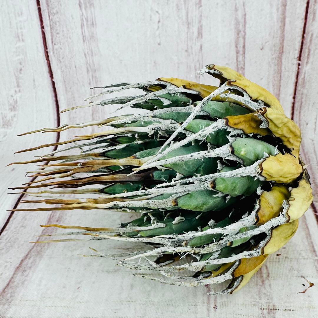 16 アガベ ユタエンシス エボリスピナ ロングスパイン 陽炎