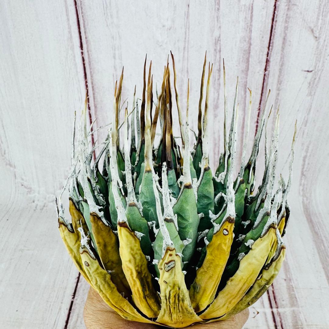 16 アガベ ユタエンシス エボリスピナ ロングスパイン 陽炎