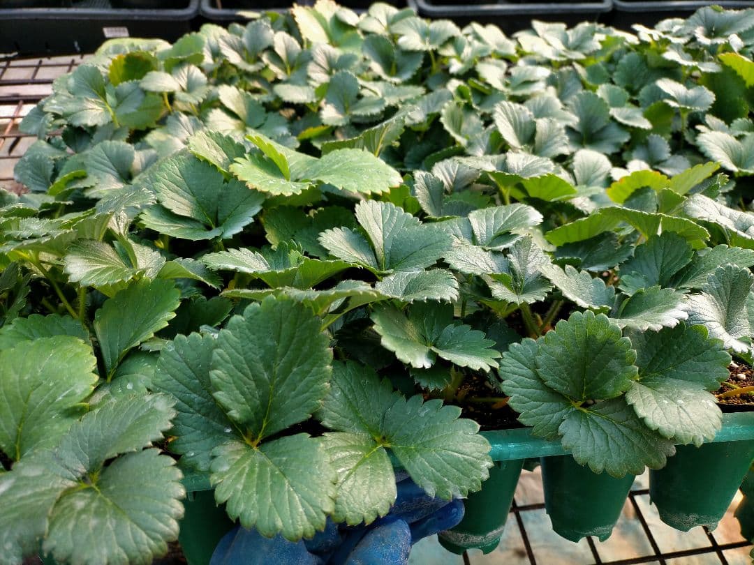 50本　とちおとめ　いちご　苗