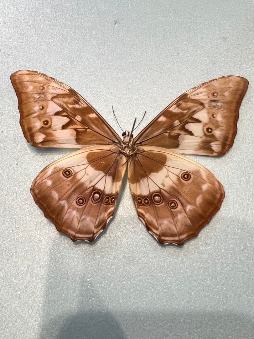 キプリスモルフォ！標本！2