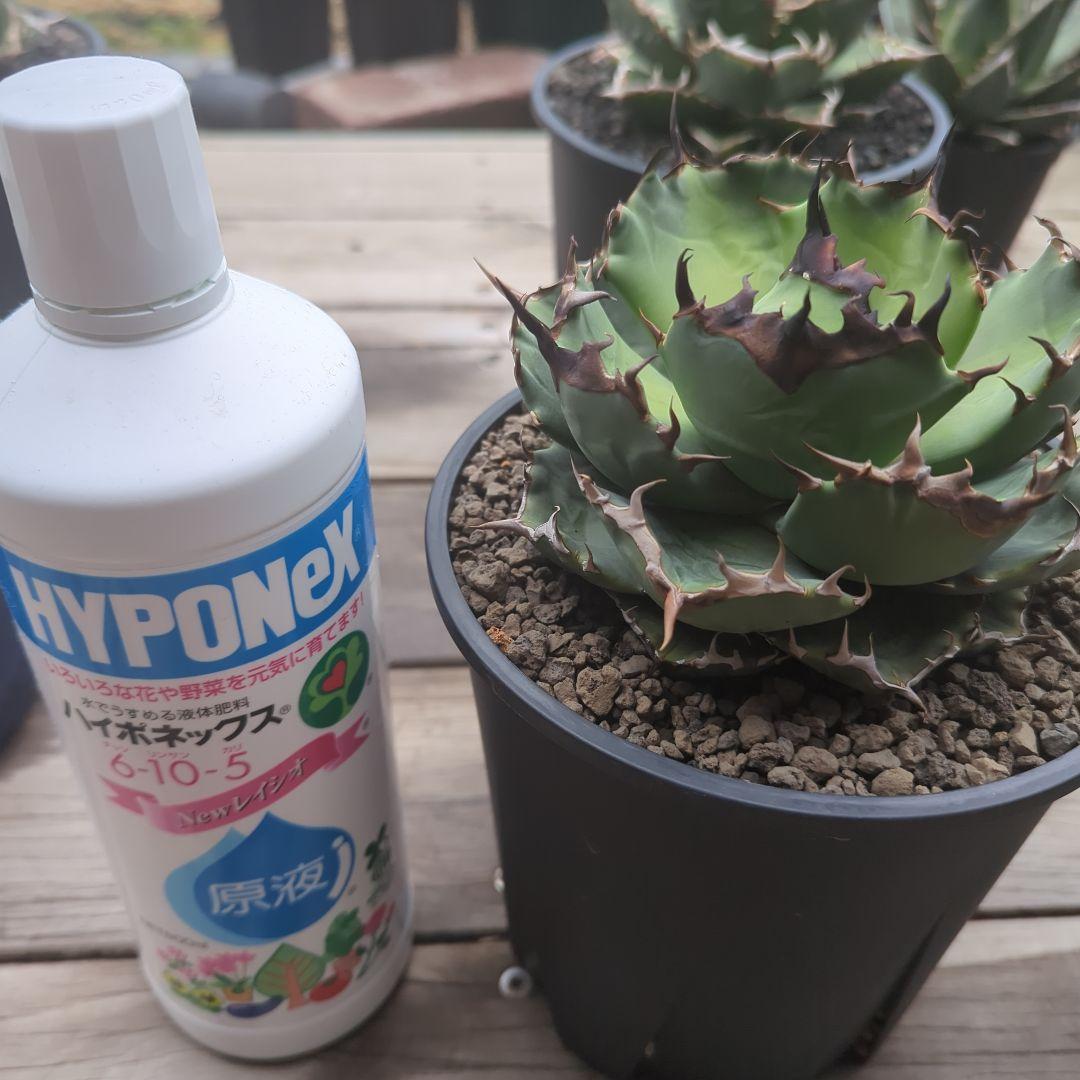 チタノタ　キャンサー　cancer　鉢ごと