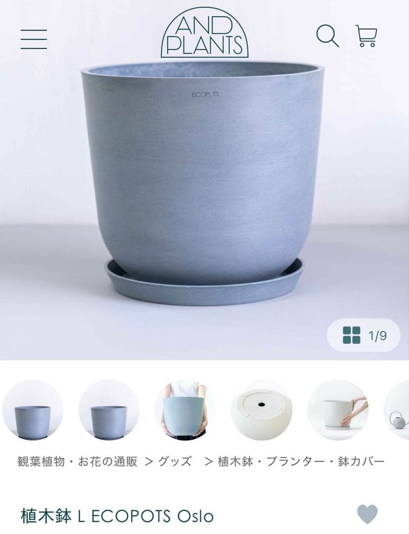 フィカスベンガレンシス 曲がり 観葉植物 室内