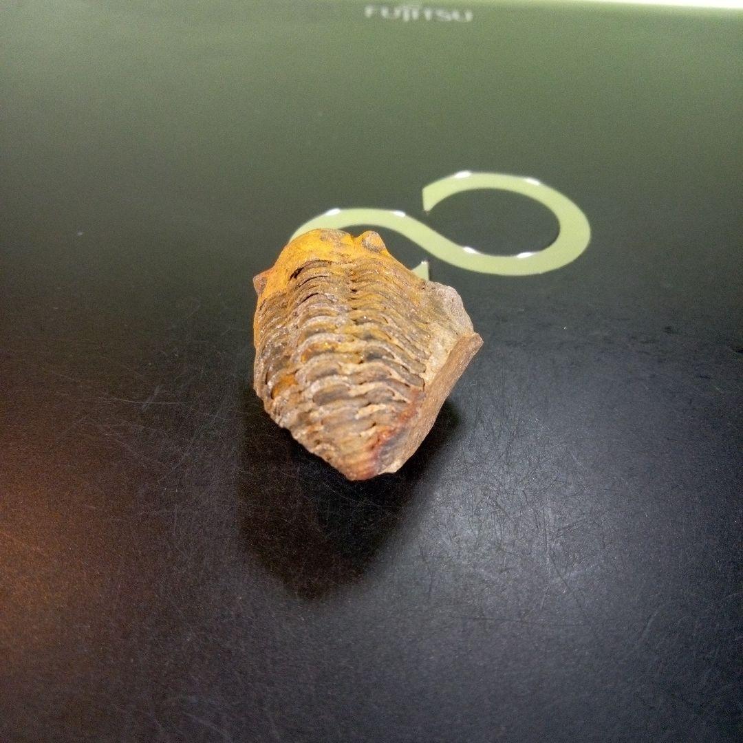 三葉虫　化石　fossil　ボリビア産　trilobite　Bolivia化石④