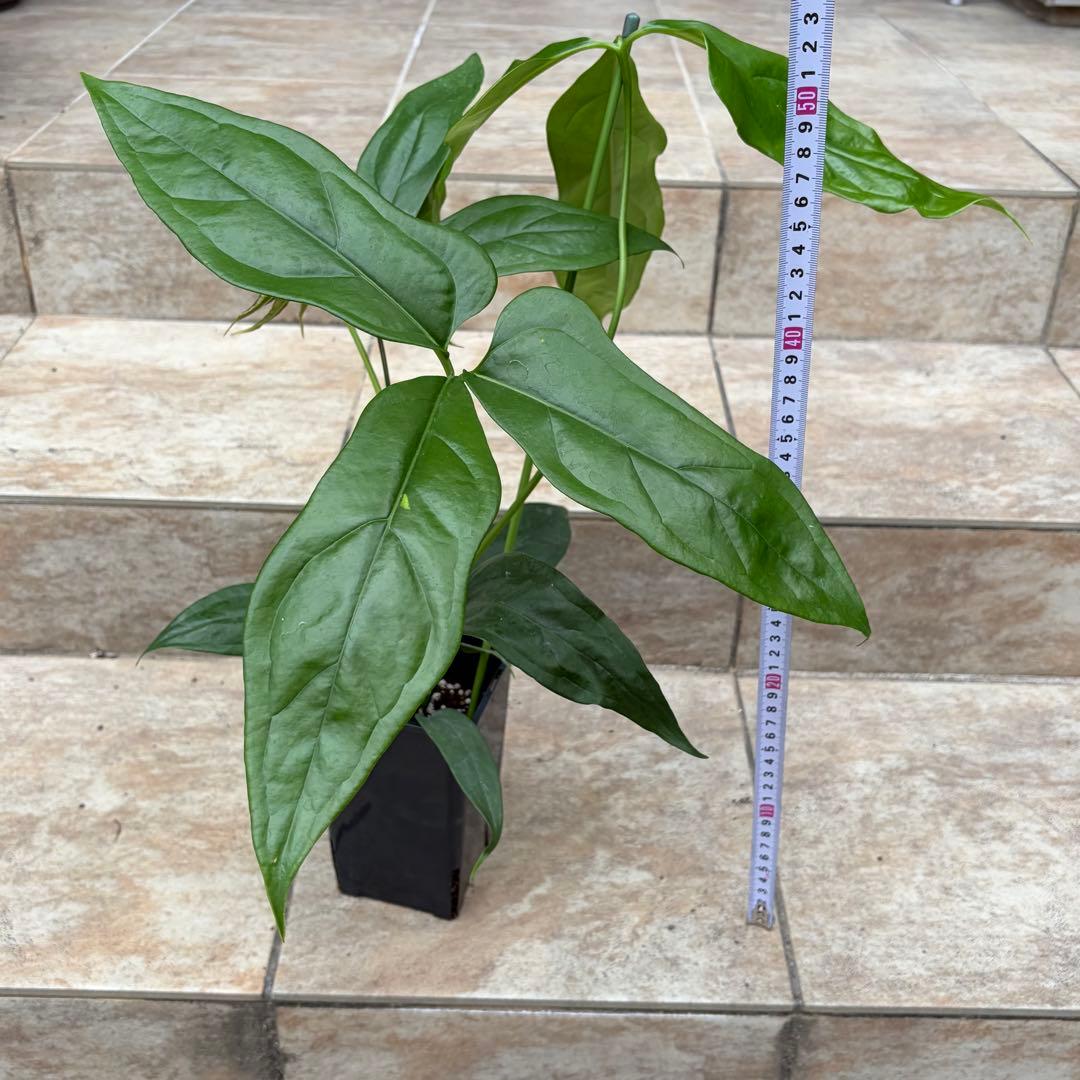 アンスリウム　カリブレイリー　約3.5号鉢　No.001　鉢、送料込