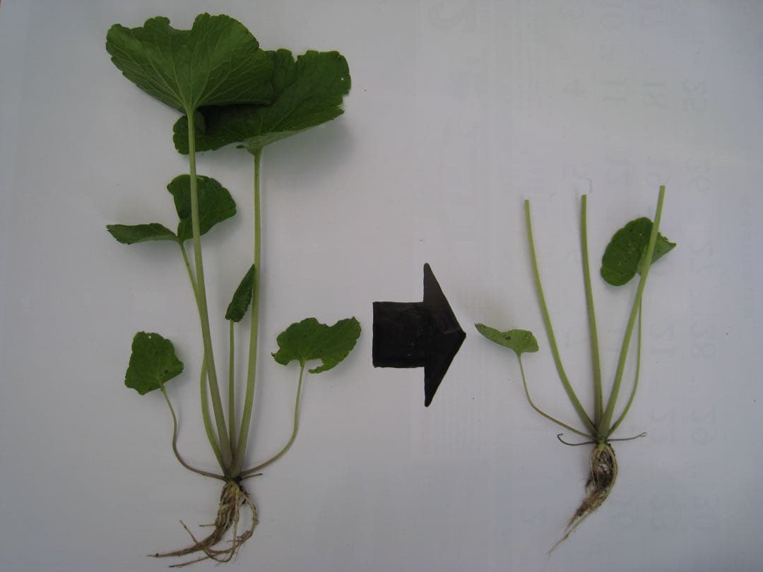 静岡県産　わさび苗　５００本　ワサビ　苗