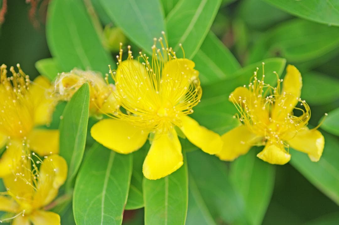 レンズ(単焦点) SMC Pentax-FA 100mm F2.8 Macro #7472