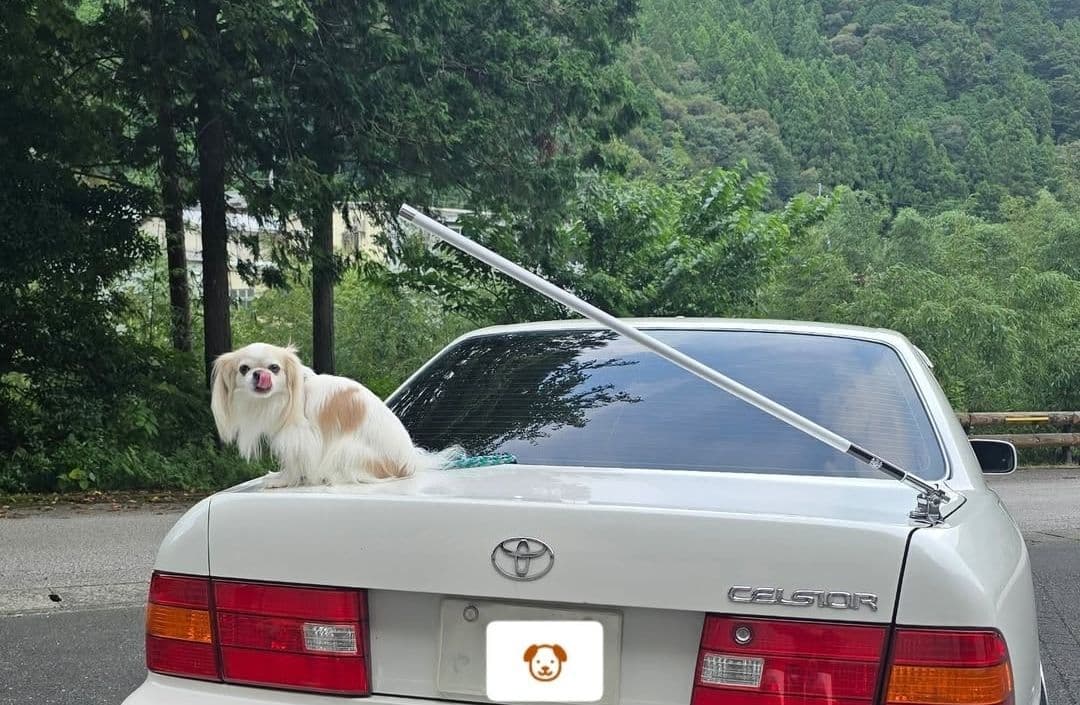 最新作！　送料込み！　VIPアンテナ　黒　本物　ジャンクションプロデュース