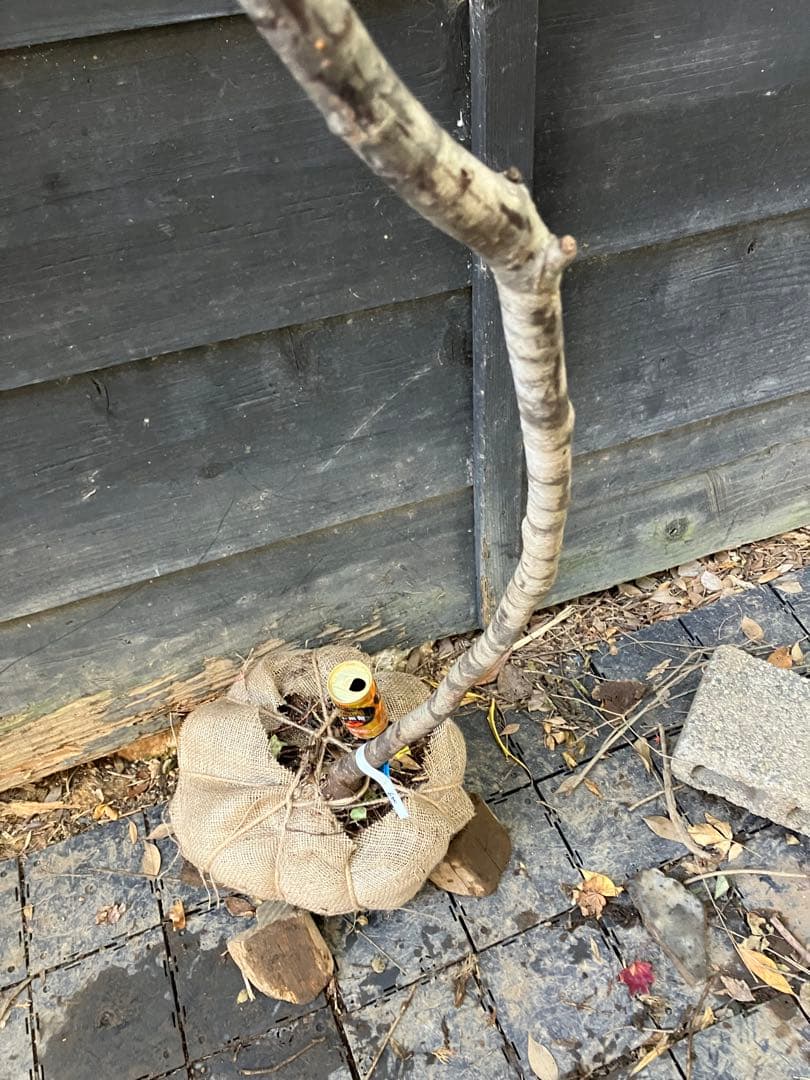 600 山採り　ウワミズザクラ