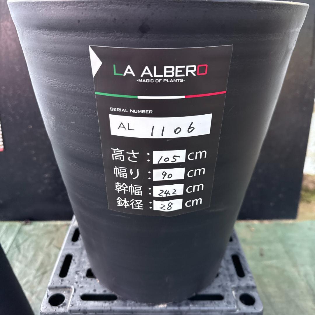 【AL1106】ユッカ　ロストラータ　バケモノ級　極太個体