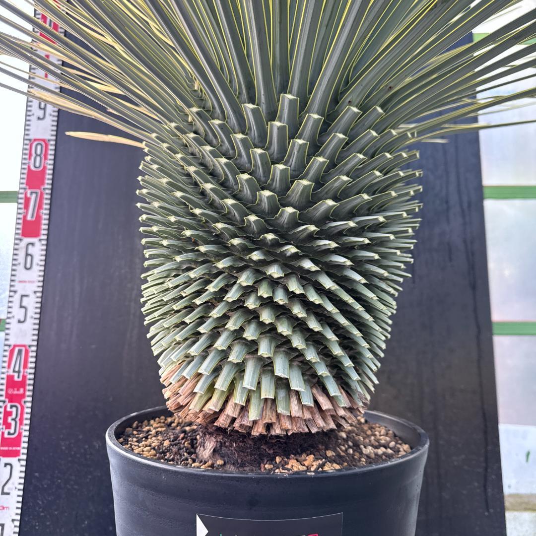 【AL1106】ユッカ　ロストラータ　バケモノ級　極太個体