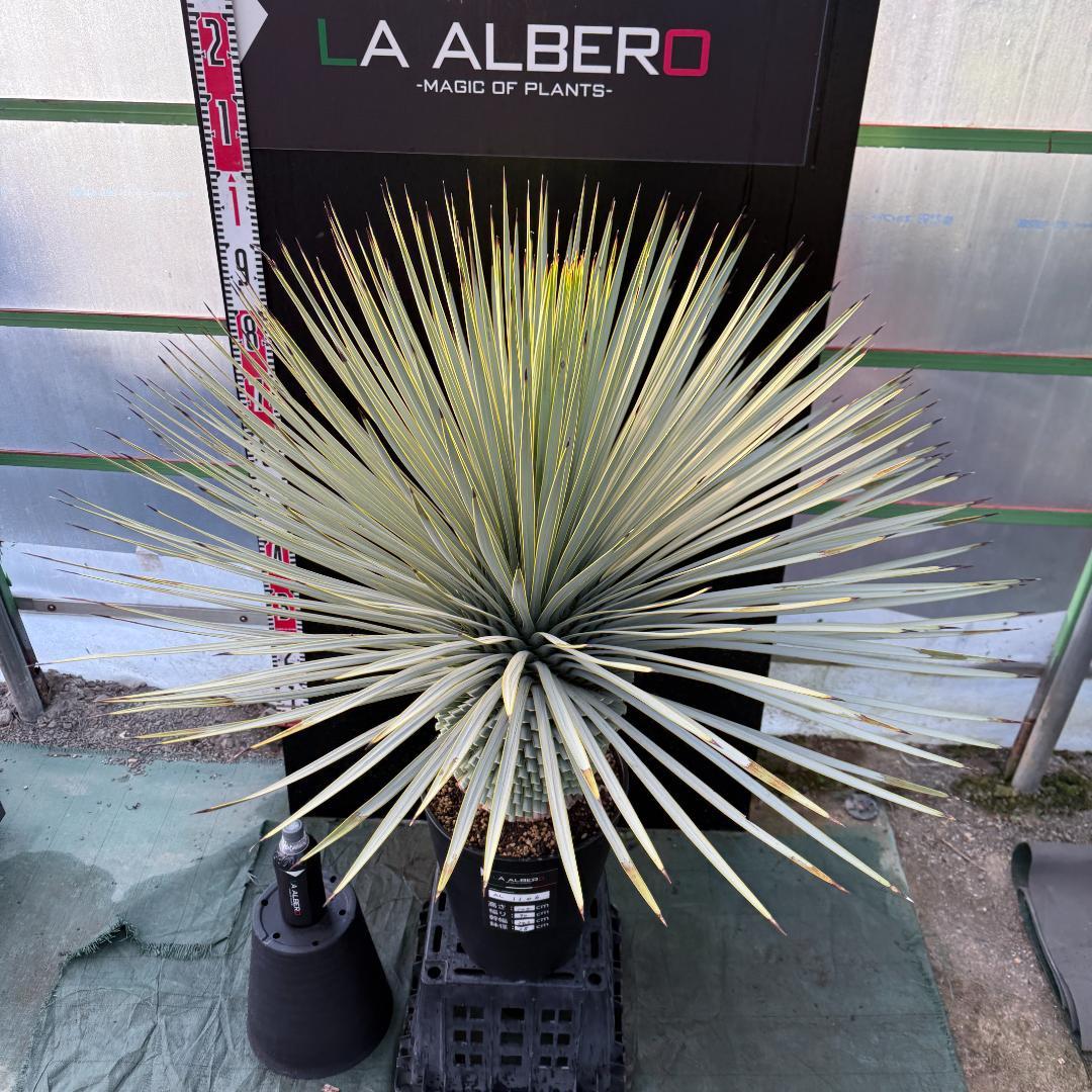 【AL1106】ユッカ　ロストラータ　バケモノ級　極太個体