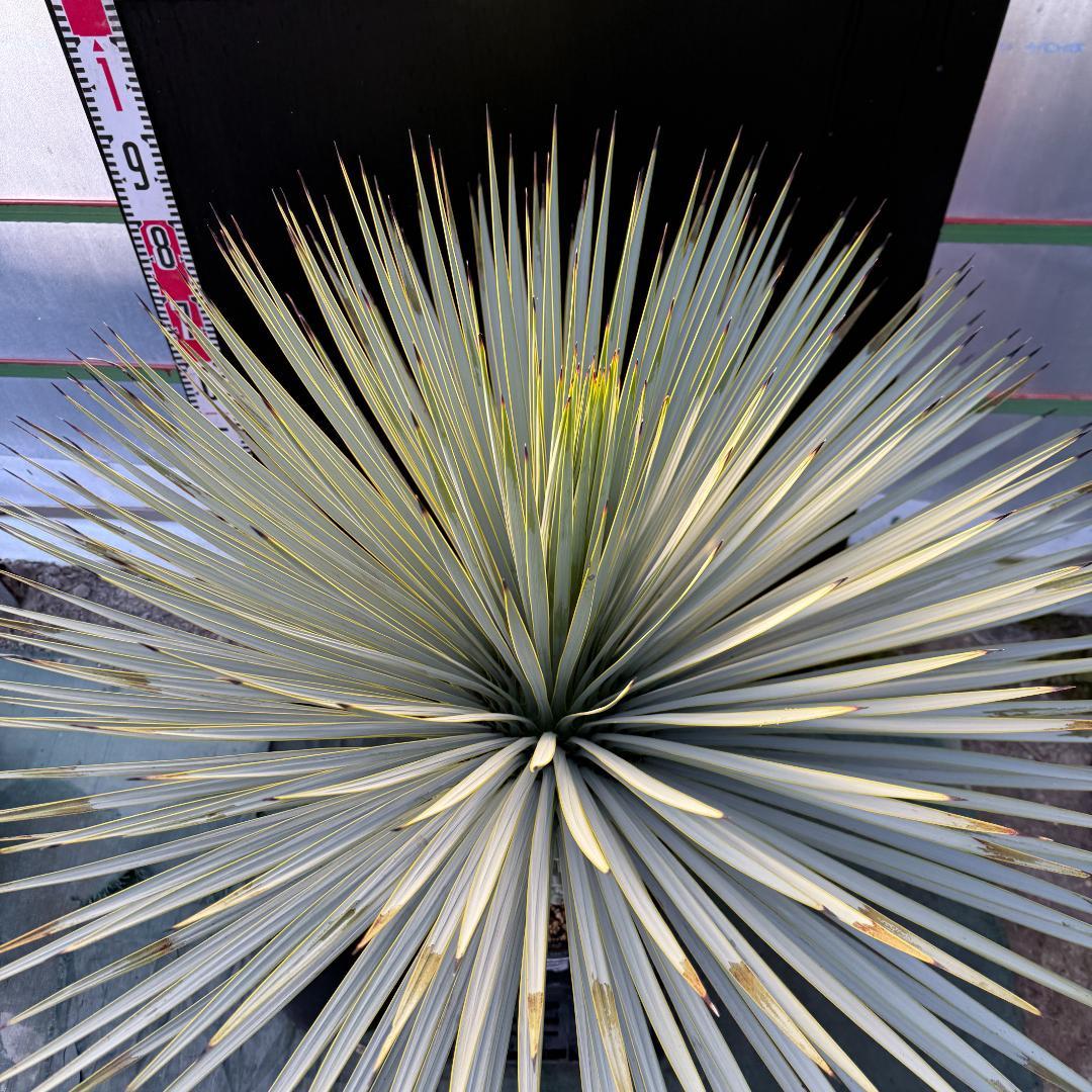 【AL1106】ユッカ　ロストラータ　バケモノ級　極太個体