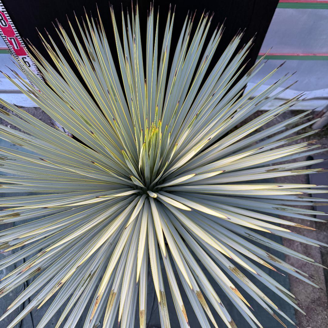 【AL1106】ユッカ　ロストラータ　バケモノ級　極太個体