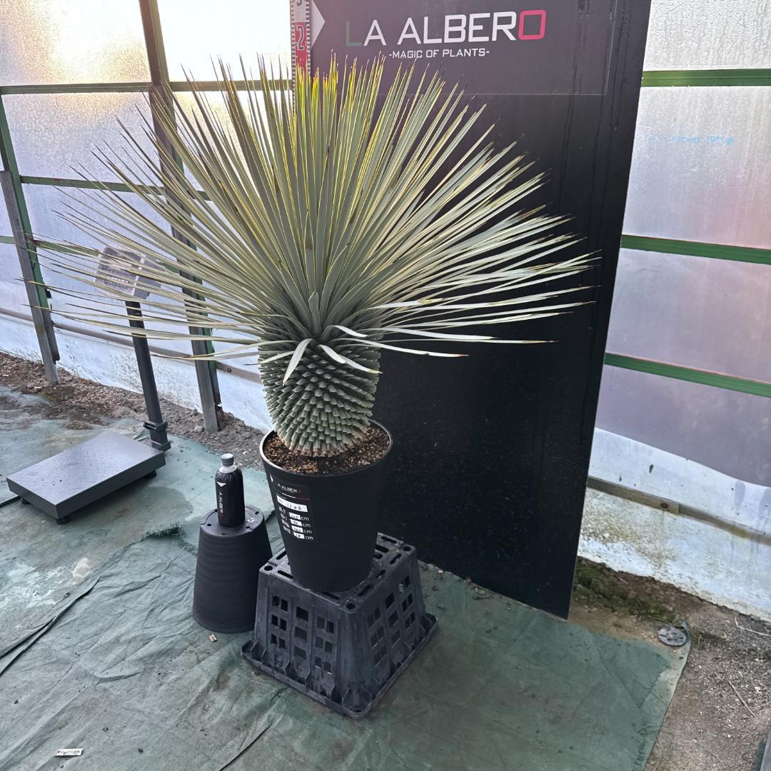 【AL1106】ユッカ　ロストラータ　バケモノ級　極太個体