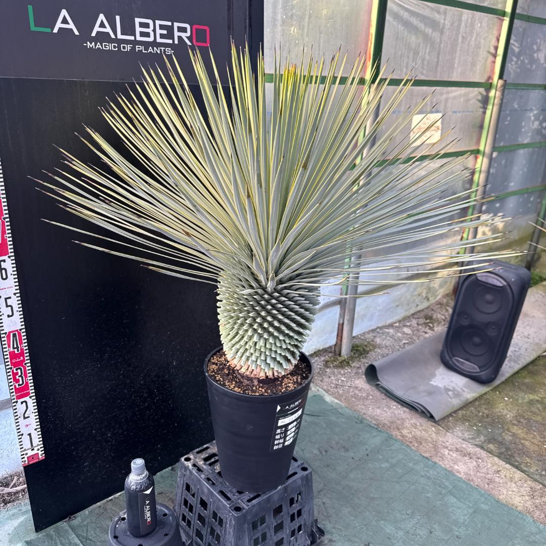 【AL1106】ユッカ　ロストラータ　バケモノ級　極太個体