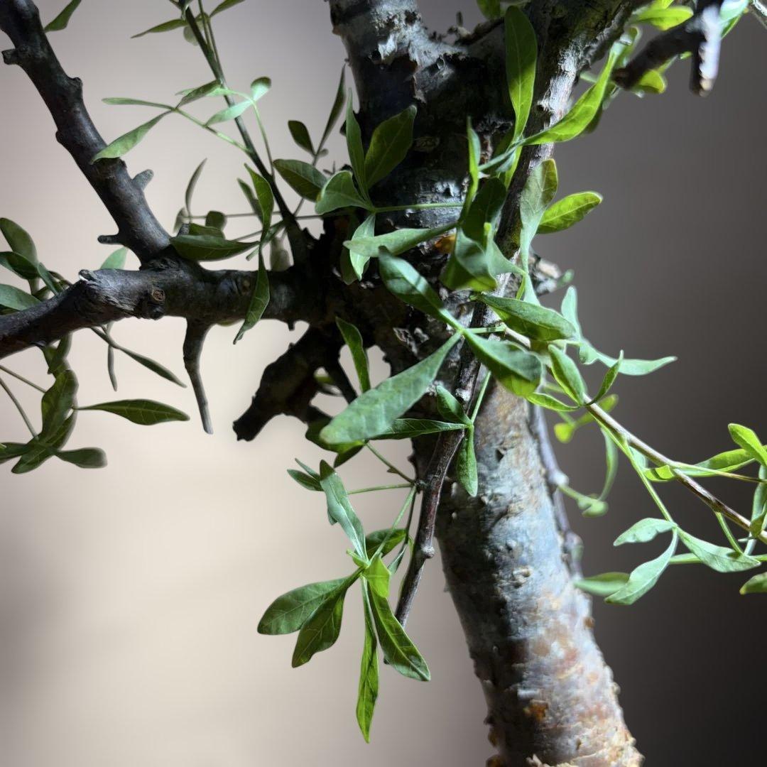 【希少発根済】コミフォラ フォリアセア ソマリア産 現地球 鉢のまま発送