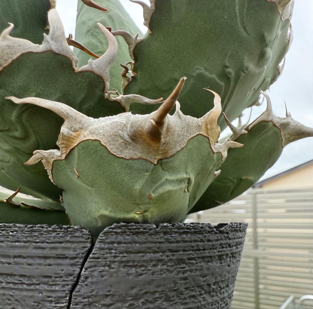 アガベ チタノタ オアハカ現地球 発根管理中！【親株・強鋸歯・強バンド幅】