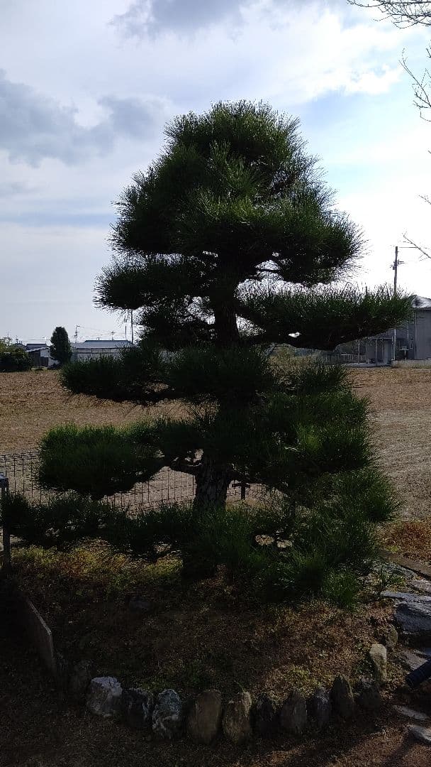 松の木 約2メートル引取限定