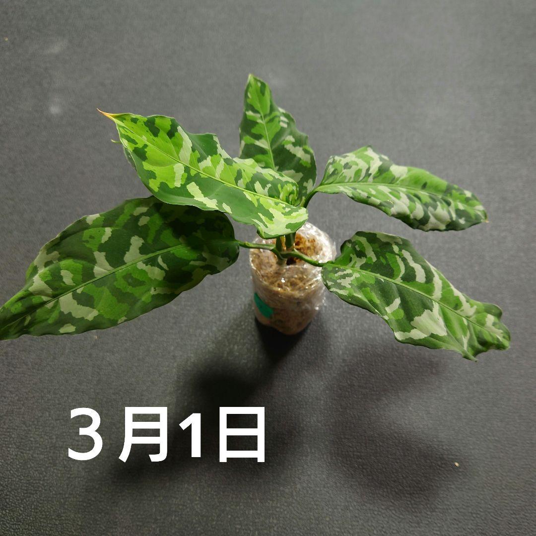 09 アグラオネマ　ピクタム　トリカラー　アンダマン　ポートブレア便　北部地域産