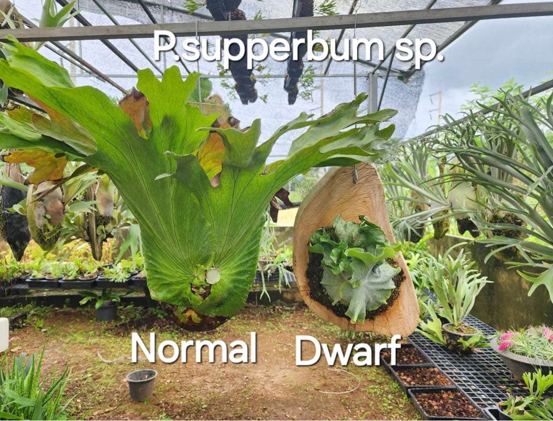 ビカクシダ　P. Superbum Dwarf sporeling