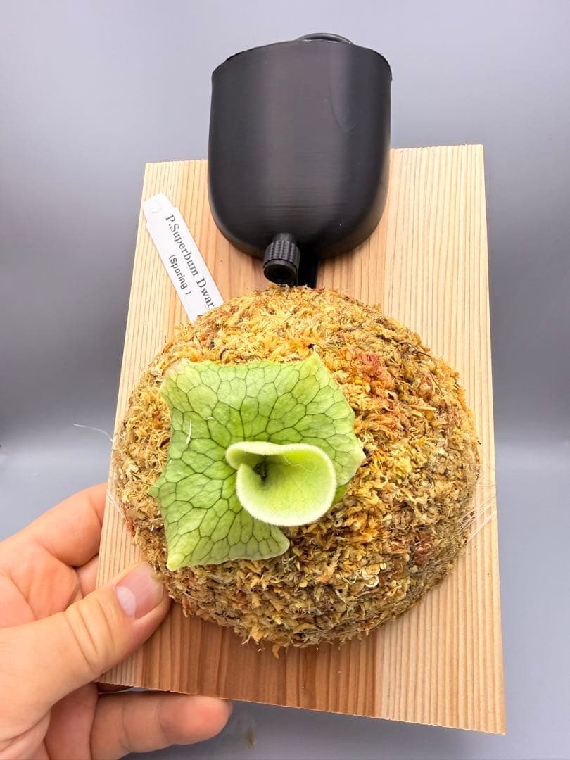 ビカクシダ　P. Superbum Dwarf sporeling