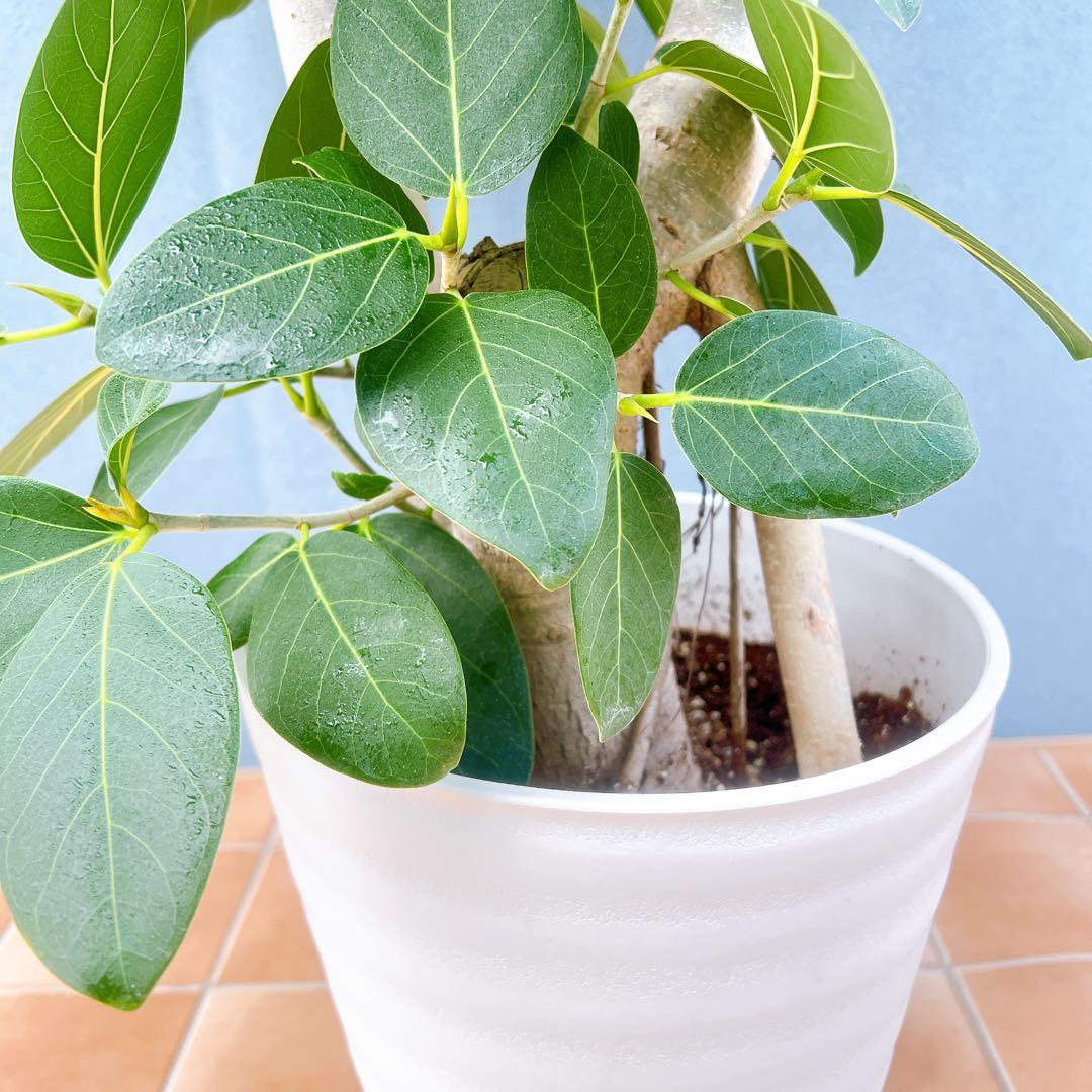 現品　フィカス　ゴムの木　ベンガレンシス　42番　インテリアグリーン　観葉植物