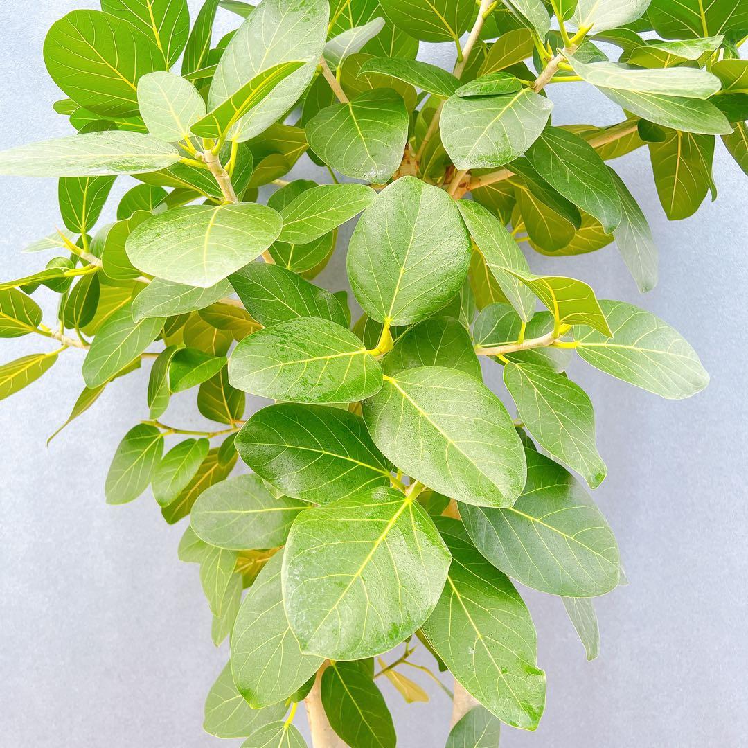 現品　フィカス　ゴムの木　ベンガレンシス　42番　インテリアグリーン　観葉植物